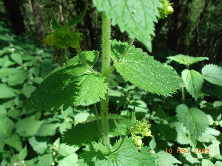 Scrophularia vernalis / Scrofularia gialla